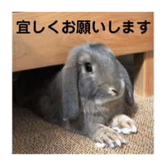 [LINEスタンプ] うさぎ-2018-04