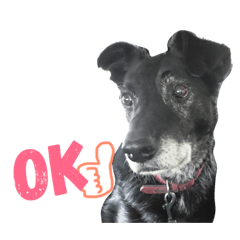 [LINEスタンプ] 愛犬ラック 