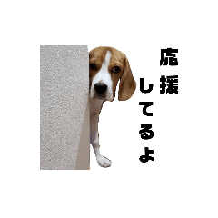 [LINEスタンプ] ビーグル犬ほたる②
