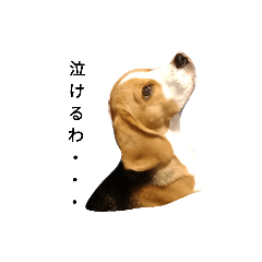 [LINEスタンプ] ビーグル犬ほたる①