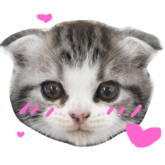 [LINEスタンプ] にゃんこぱらだいす 