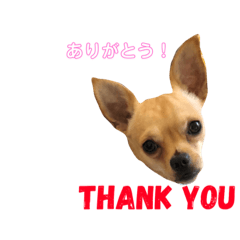 [LINEスタンプ] チワワのモーディのFunnyスタンプ
