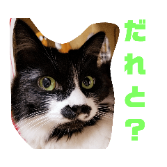[LINEスタンプ] わがやの保護猫と犬スタンプ