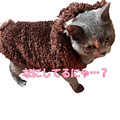 [LINEスタンプ] ブリティッシュショートヘアの昆布ちゃん 