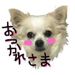 [LINEスタンプ] チワワのリズの日常スタンプ