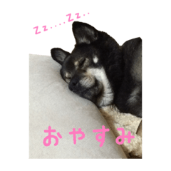 [LINEスタンプ] 我が家のまーたん 