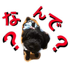 [LINEスタンプ] じゃぽねーぜ✨スタンプ❤ 