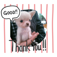[LINEスタンプ] チワワのふうたスタンプ 