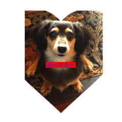 [LINEスタンプ] 愛犬と猫 