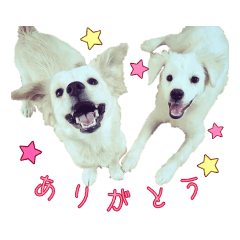 [LINEスタンプ] 宮古島のわんにゃんず 