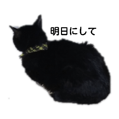 [LINEスタンプ] 黒猫のディスコ 