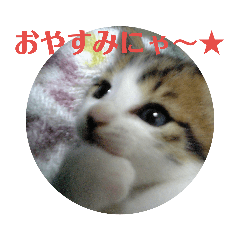 [LINEスタンプ] にゃんこ好きのための日常スタンプ 