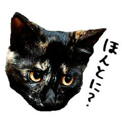 [LINEスタンプ] サビ猫のすず 