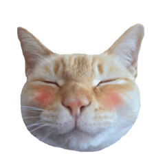 [LINEスタンプ] 白桃猫猫・シロ