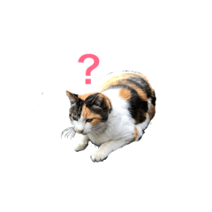 [LINEスタンプ] タマとみそ 