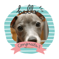 [LINEスタンプ] 我が家の愛犬。 