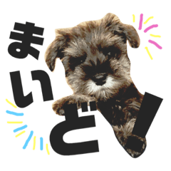 [LINEスタンプ] ミニチュアシュナウザーのさくらちゃん♪ 