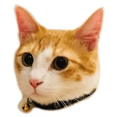 [LINEスタンプ] 茶白猫こっぺ 