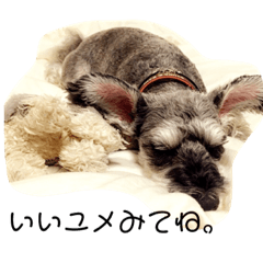 [LINEスタンプ] COA_schnauzer10 