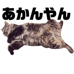 [LINEスタンプ] 楓4 fetchpriority=high