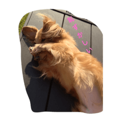 [LINEスタンプ] ミニチュアダックスのグティ 