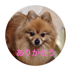 [LINEスタンプ] CRQ 