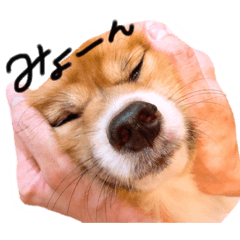 [LINEスタンプ] ぷちょぱふぃーno.7