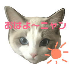 [LINEスタンプ] ラグドールのサニーちゃん♡基本編 fetchpriority=high