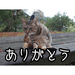 [LINEスタンプ] ネコの一言 © maa