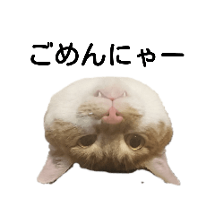 [LINEスタンプ] 猫のとうふ 