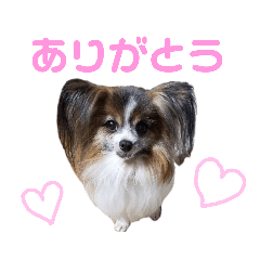 [LINEスタンプ] うちのワンニャン達 