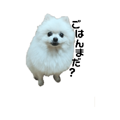 [LINEスタンプ] チワワとポメラニアン その① 