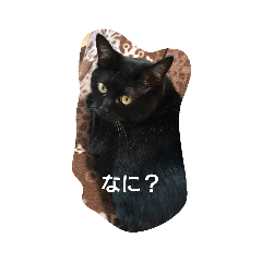 [LINEスタンプ] 黒猫 みぃーたん③ 