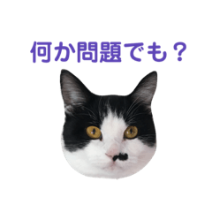[LINEスタンプ] ハチワレにゃんこちゃん 