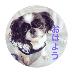 [LINEスタンプ] シーズー犬チャコ 