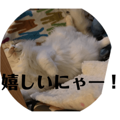 [LINEスタンプ] モフモフ3.スコティッシュフォールド。 