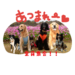 [LINEスタンプ] 可愛いわんこfamily 