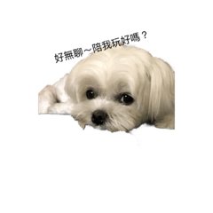 [LINEスタンプ] 犬を愛する友人 