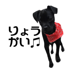 [LINEスタンプ] こたけシリーズ 