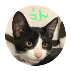 [LINEスタンプ] ぺっぺらー（ハチワレ猫） 