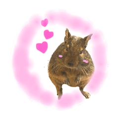 [LINEスタンプ] デグーのふく 日常スタンプ2