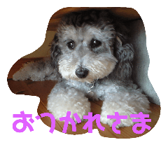 [LINEスタンプ] といぷーももこ2 fetchpriority=high