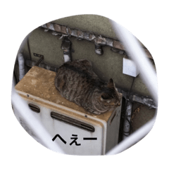 [LINEスタンプ] 野良猫集めました。 