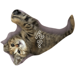 [LINEスタンプ] チョビコのゆるゆるスタンプ 