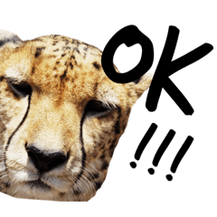 [LINEスタンプ] リアルな動物スタンプ 