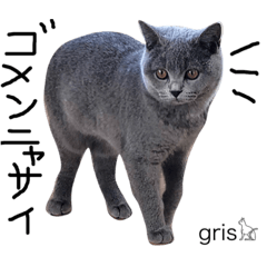 [LINEスタンプ] 我が家の『gris』です(=^x^=) よろしくね♩ 