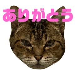 [LINEスタンプ] ちゅっちゅと仲間達 