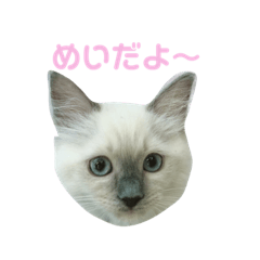 [LINEスタンプ] めいちゃんのスタンプ(更新！) 