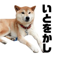 [LINEスタンプ] 柴犬 ふじまる 4