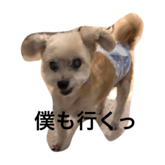 [LINEスタンプ] ぴたしょ